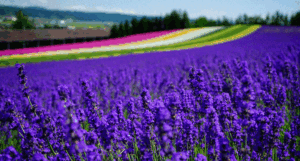 ＦＵＲＡＮＯ　ＮＡＴＵＬＵＸ　ＨＯＴＥＬ2