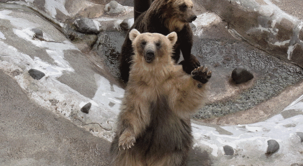 【のぼりべつクマ牧場】
